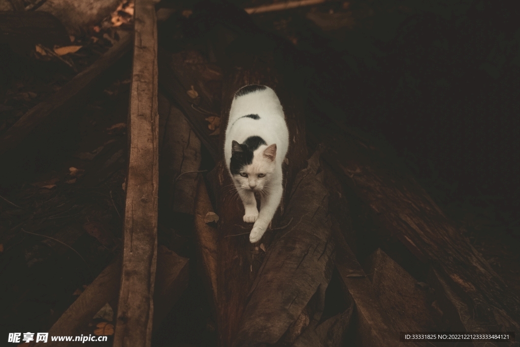 猫