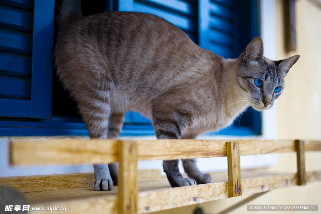 猫