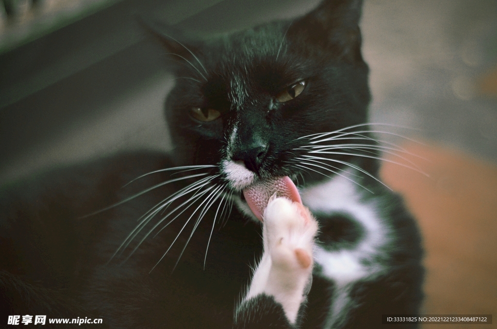 猫