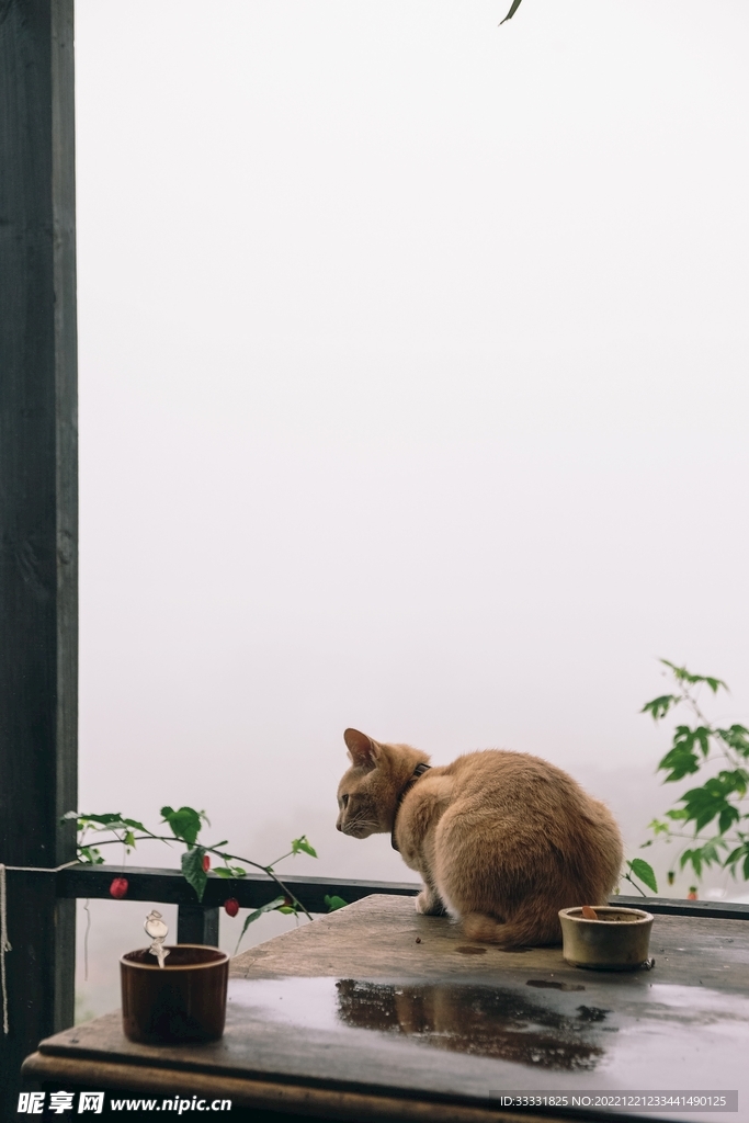猫