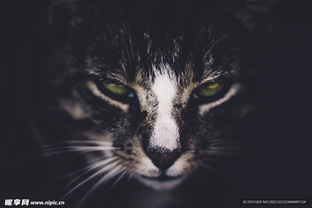 猫