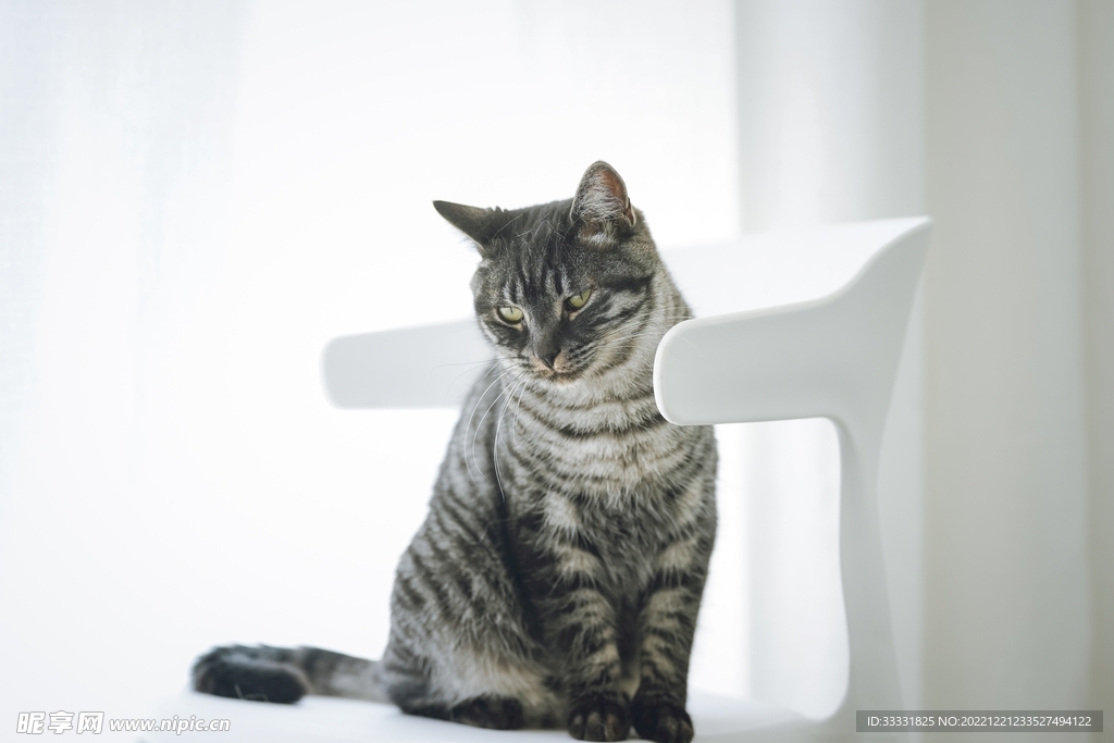 猫