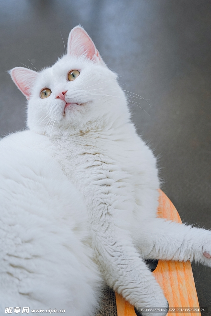 猫