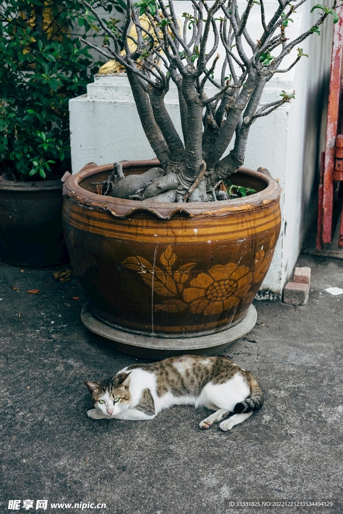 猫