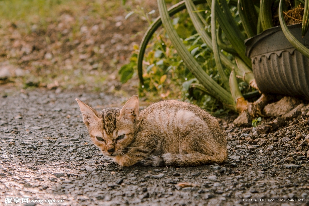 猫