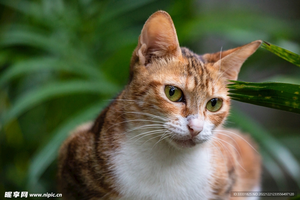 猫