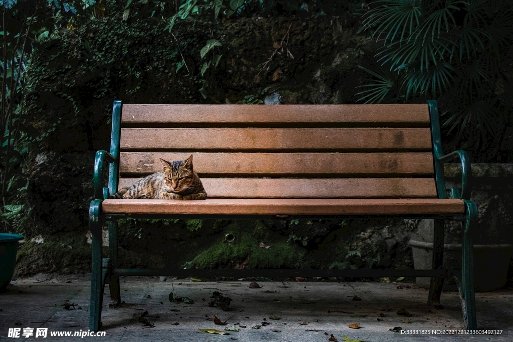 猫
