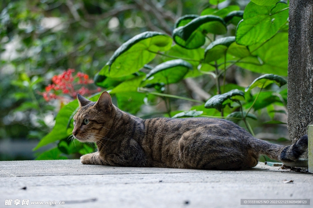 猫