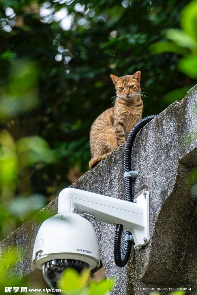 猫