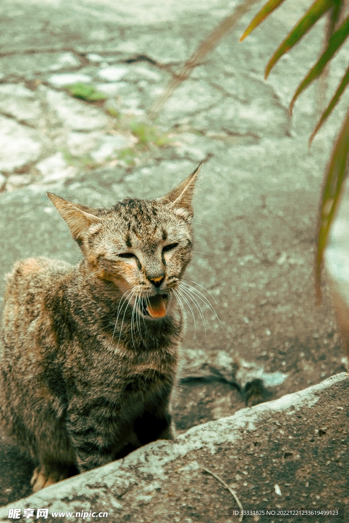 猫