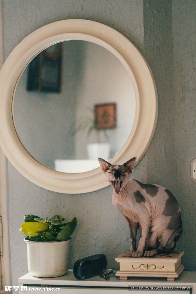 猫