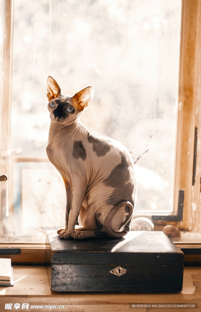 猫