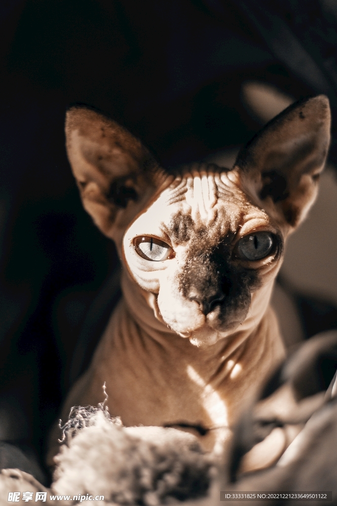 猫