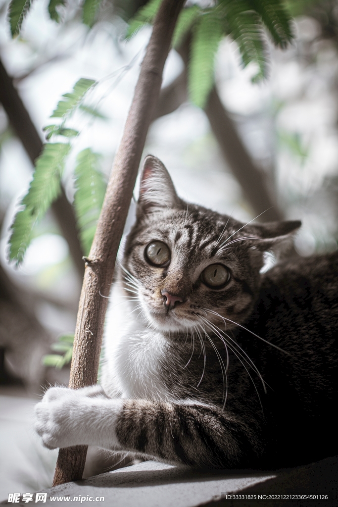猫