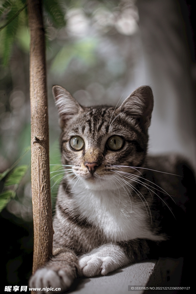 猫