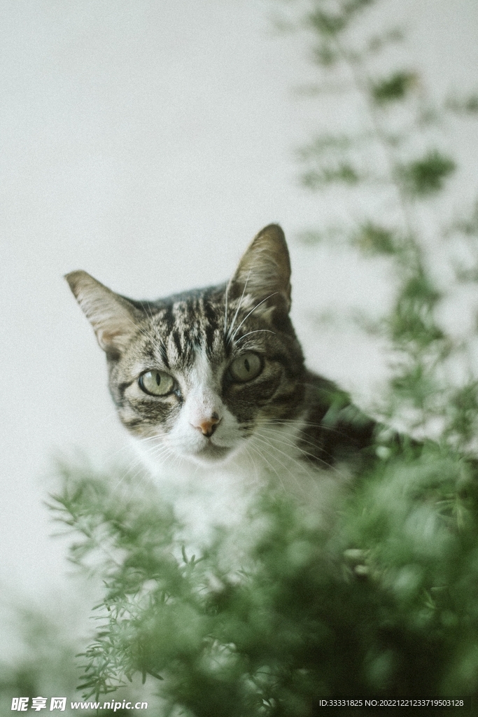 猫