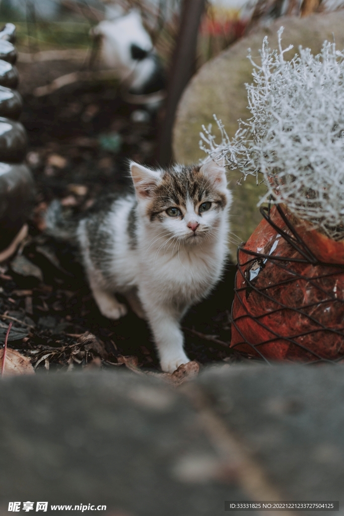 猫