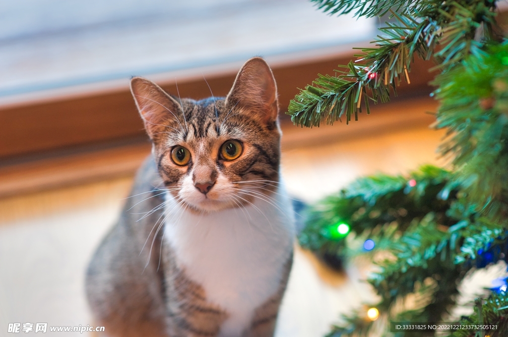 猫
