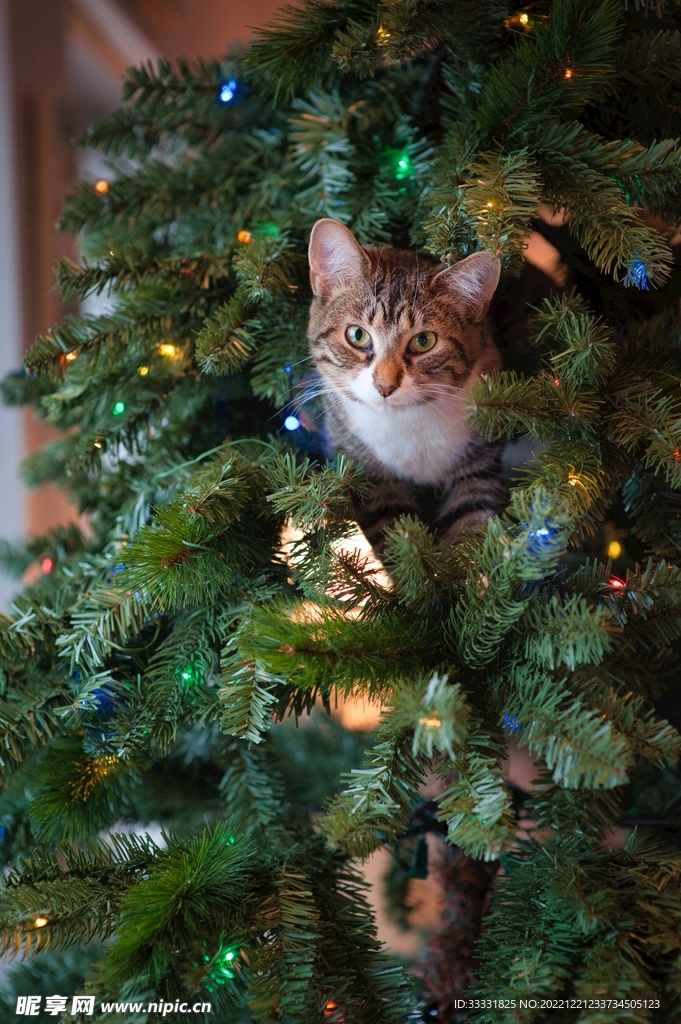 猫