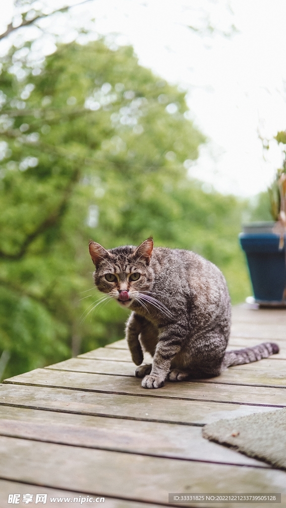 猫