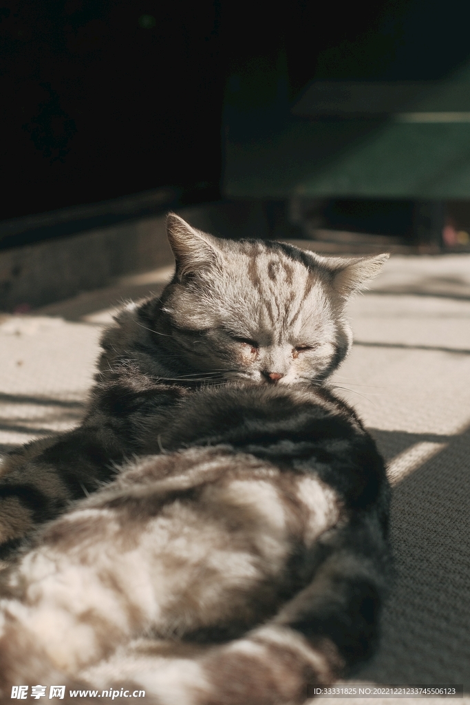 猫
