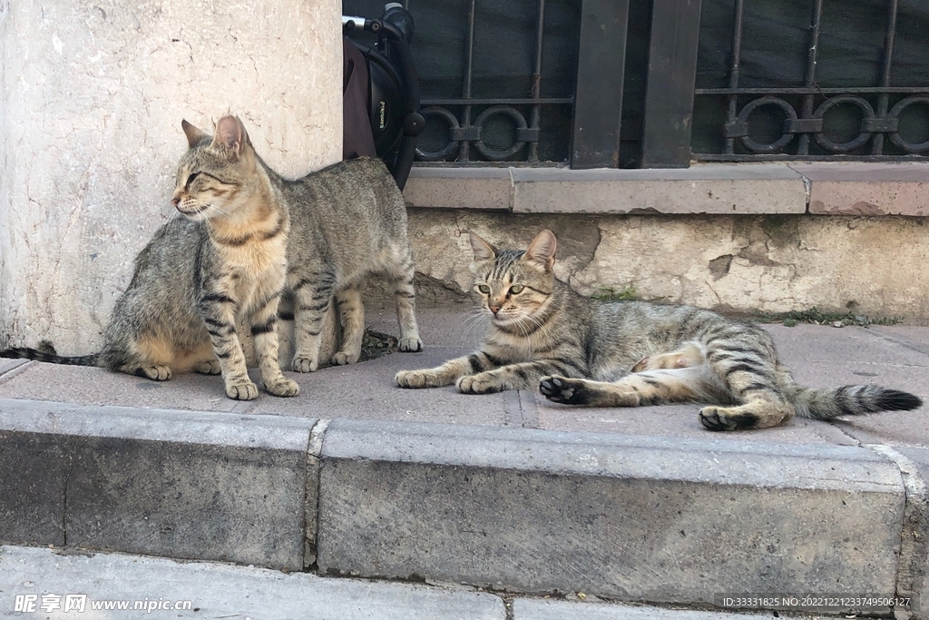 猫