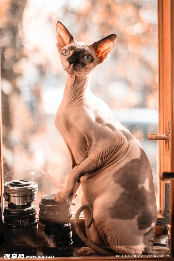 猫