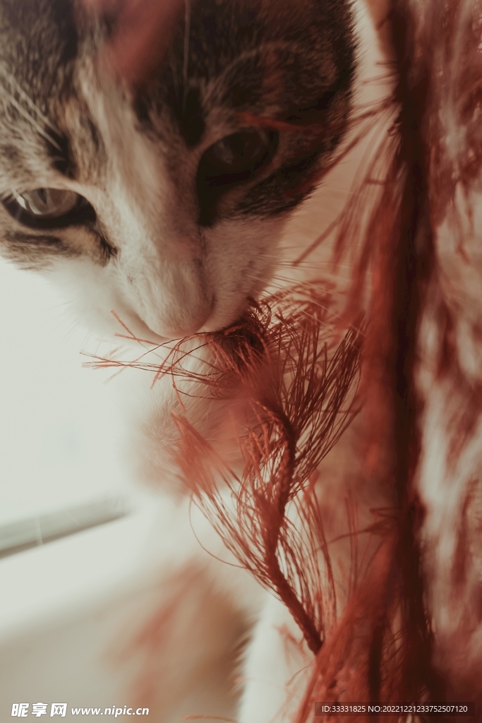 猫