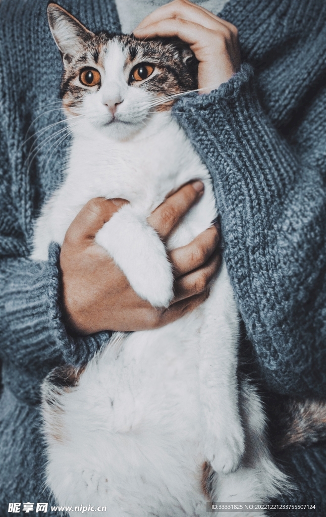 猫