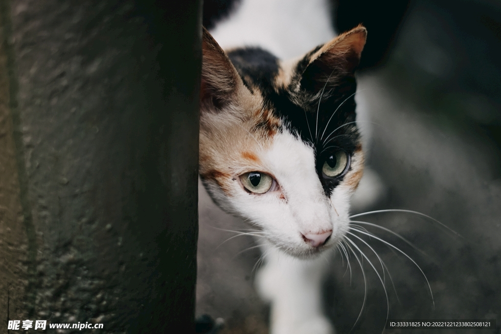 猫