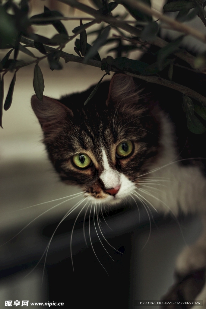 猫