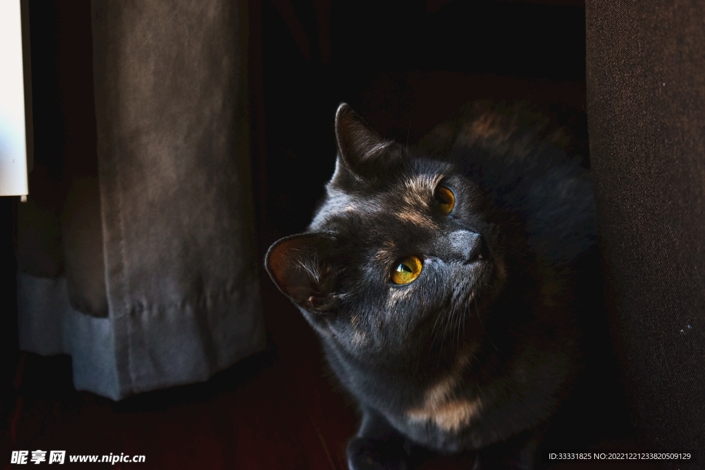 猫