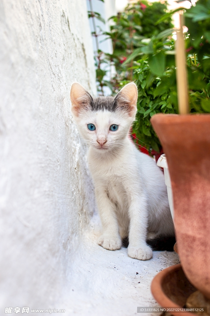 猫