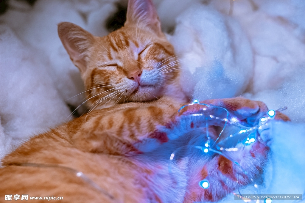 猫