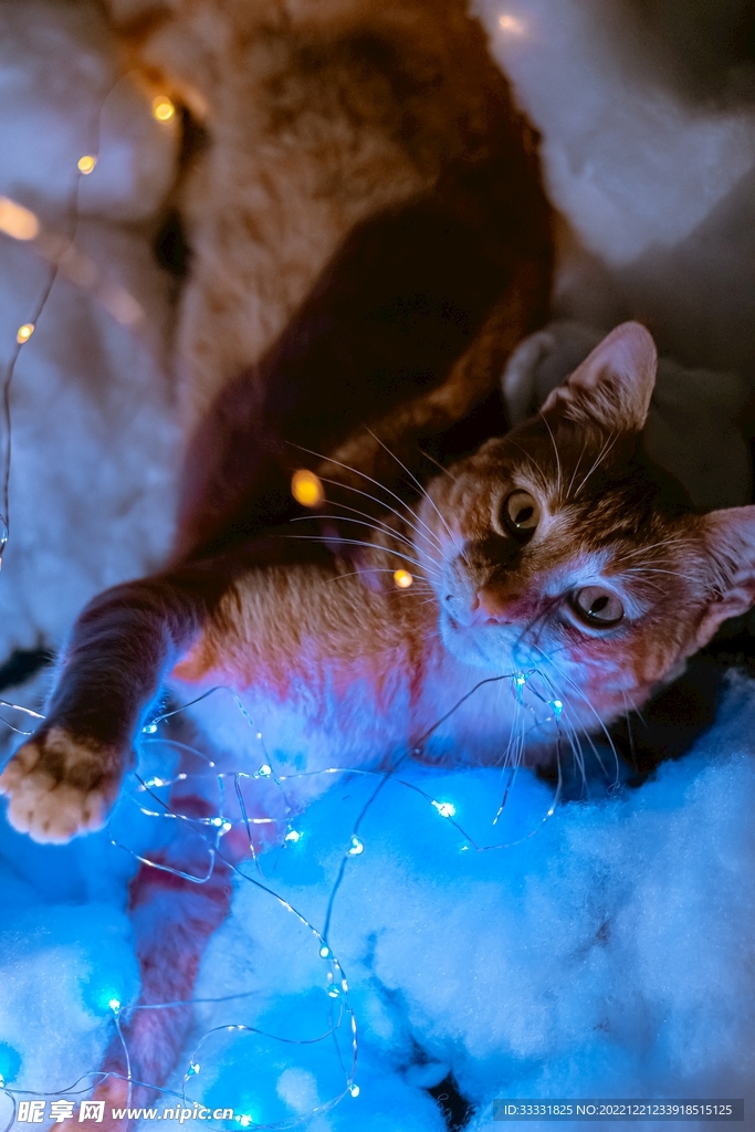 猫