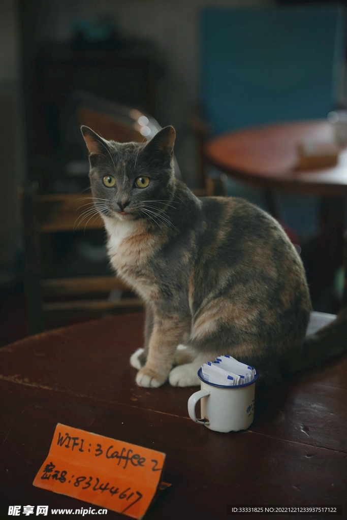 猫