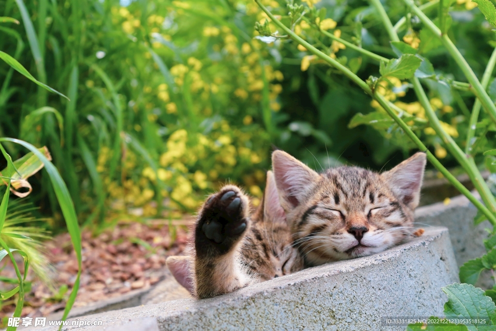 猫