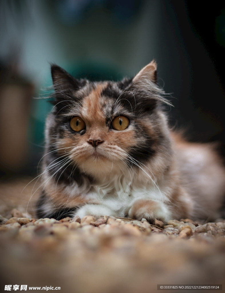 猫
