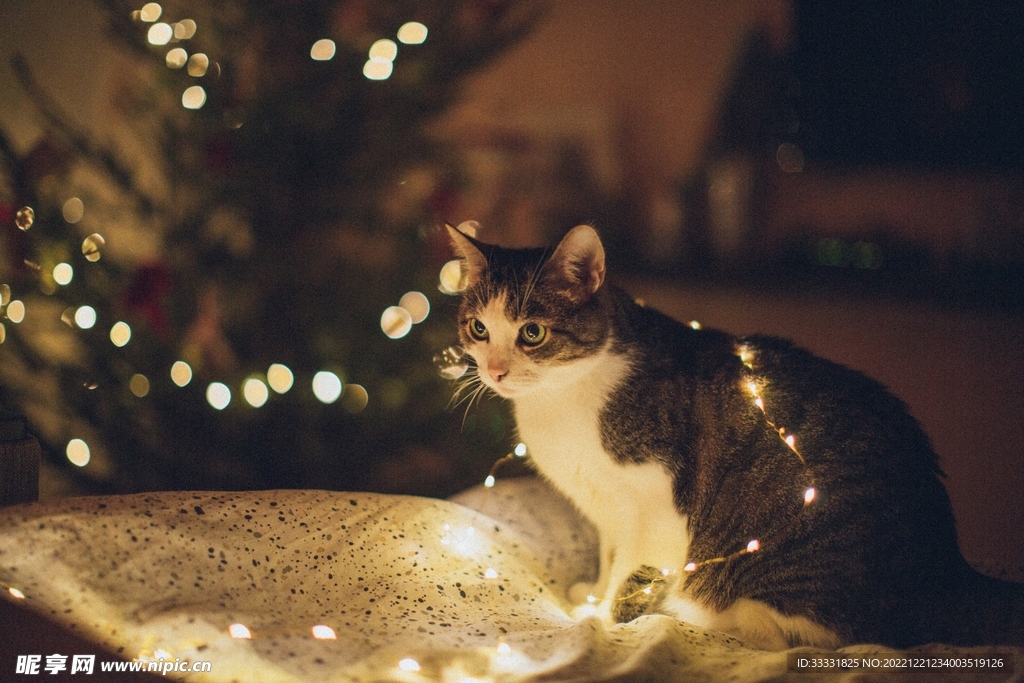 猫