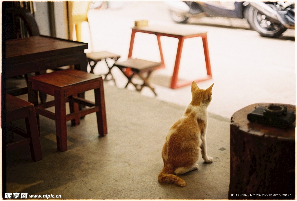 猫