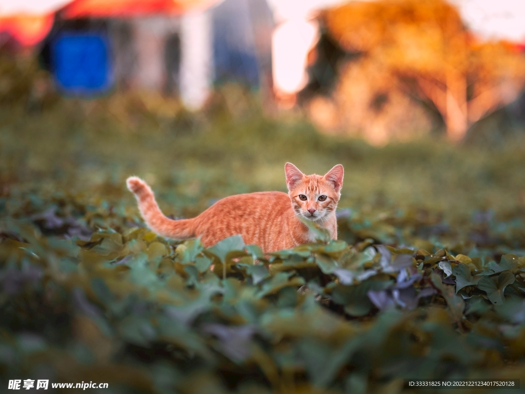 猫