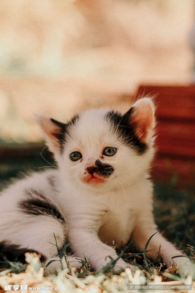 猫