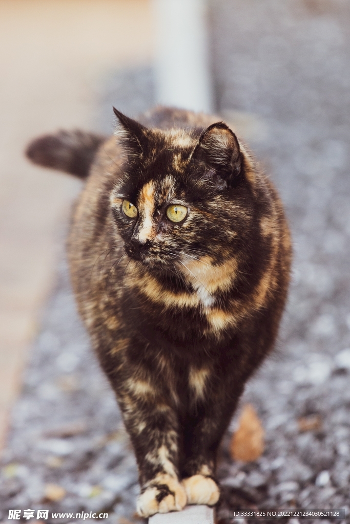 猫
