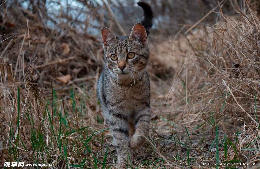 猫