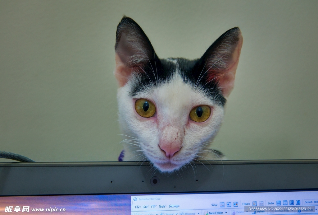 猫