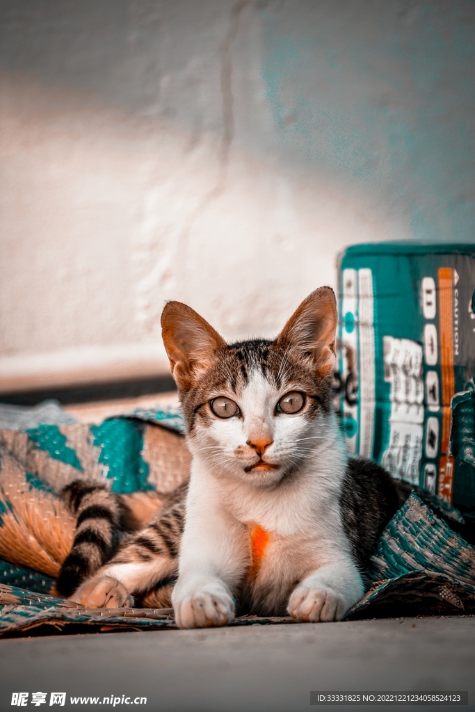 猫