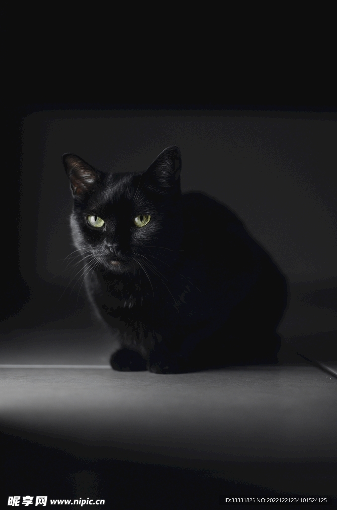 猫