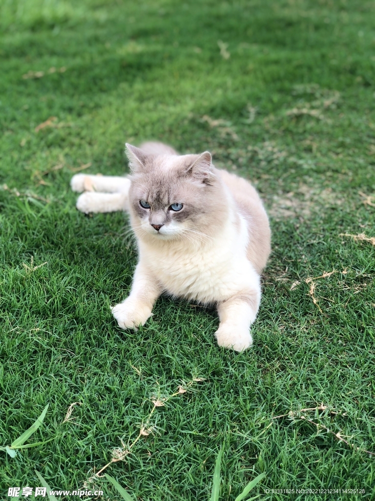 猫