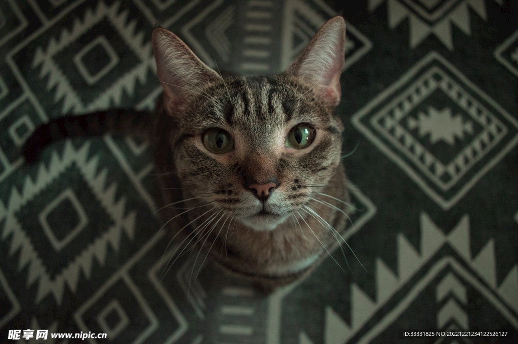 猫