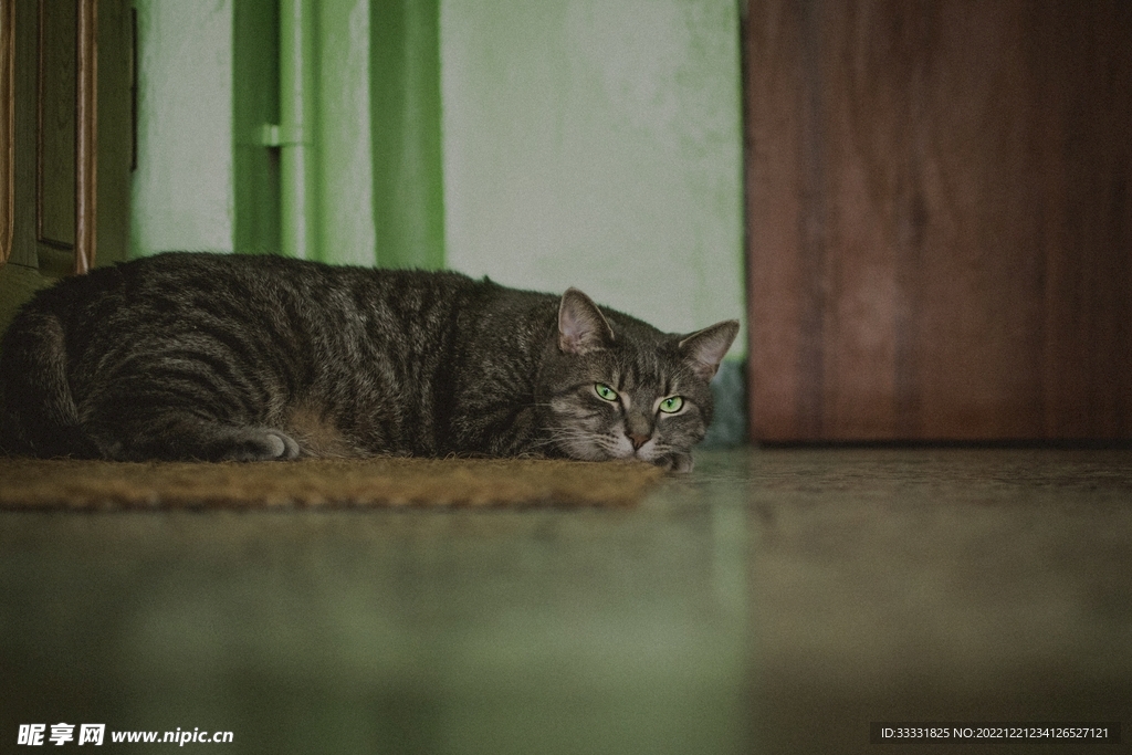 猫